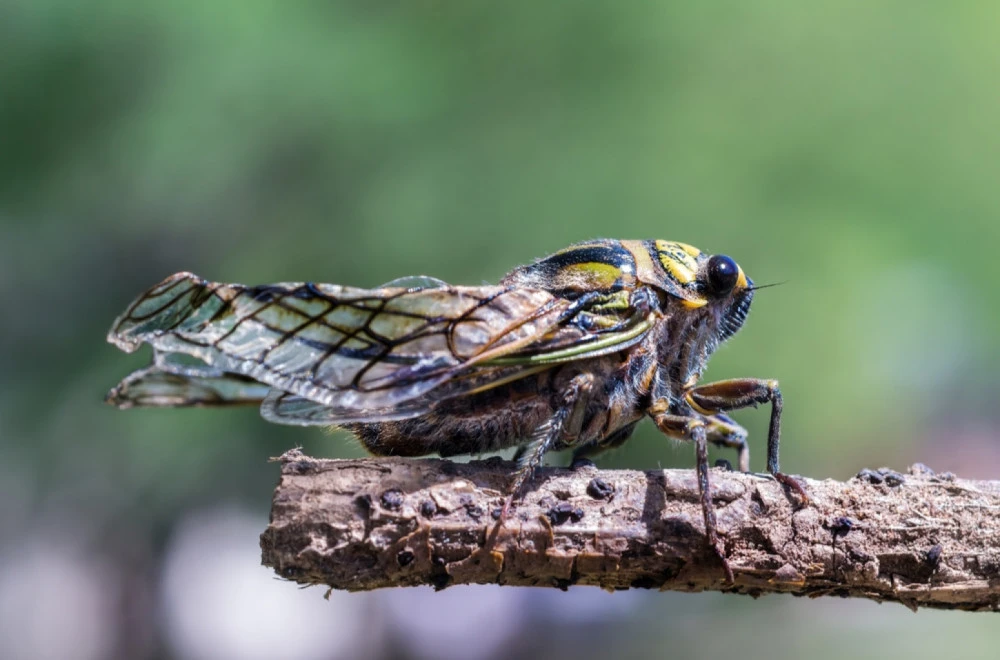 Kanibalski cvrčci preplavili gradove, prizori kao iz horor filma, vlasti izvele grtalice