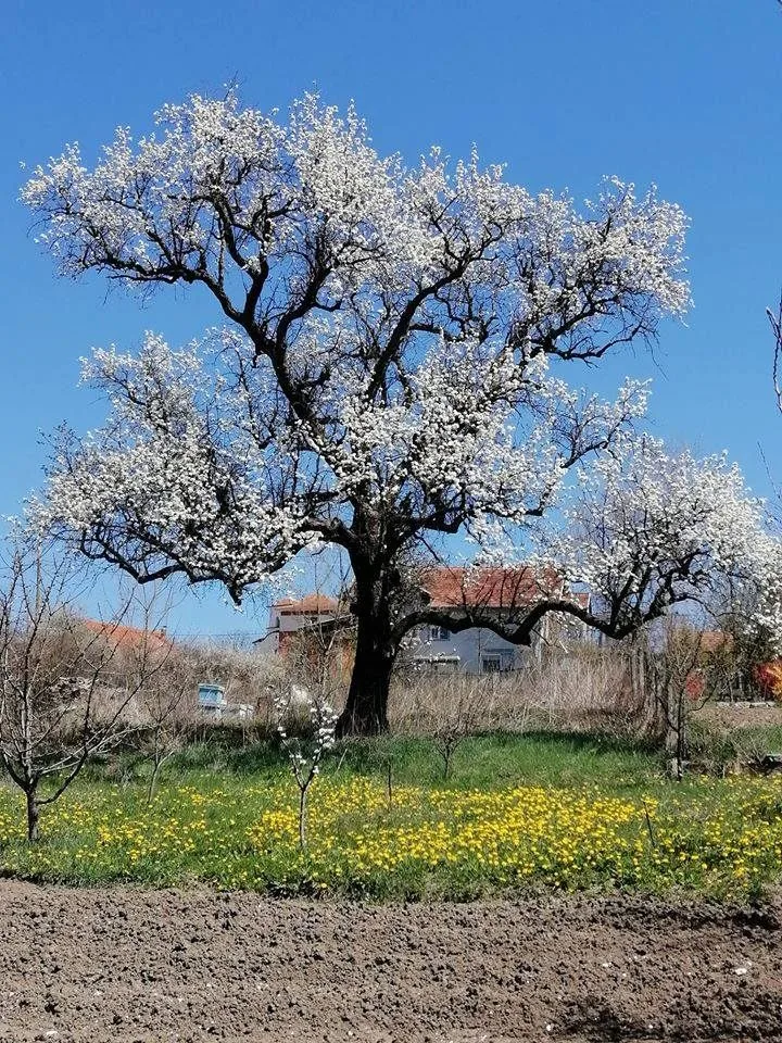 ЛУЖНИЧКЕ ТРАГИЧНЕ ПРИЧЕ — НЕСРЕЋНИ СЛУЧАЈЕВИ ПРИ БЕРБИ ШЉИВА — fotografija 2