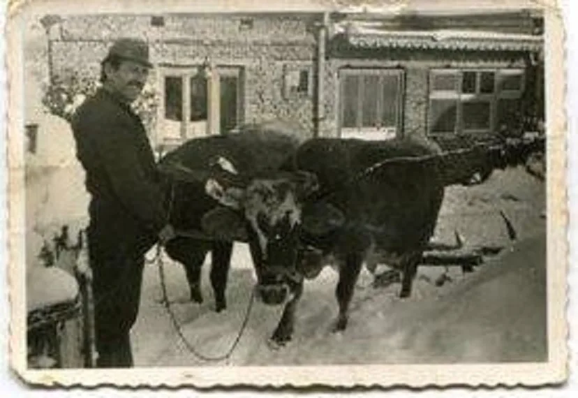 НАЈПОШТОВАНИЈА ДОМАЋА ЖИВОТИЊА У ЛУЖНИЧКОМ КРАЈУ- КРАВА