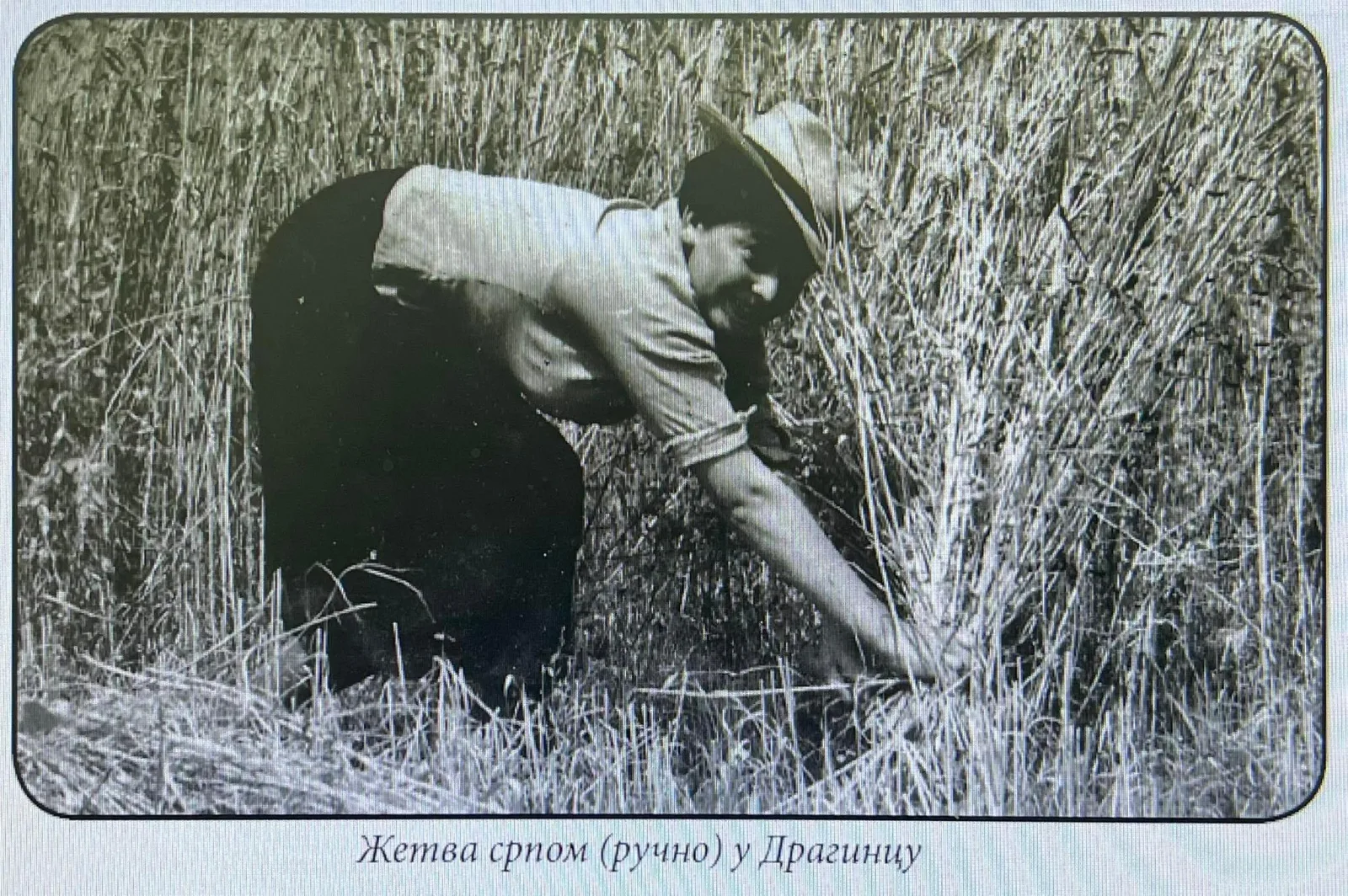 ЖЕТВА У ЛУЖНИЦИ — fotografija 2
