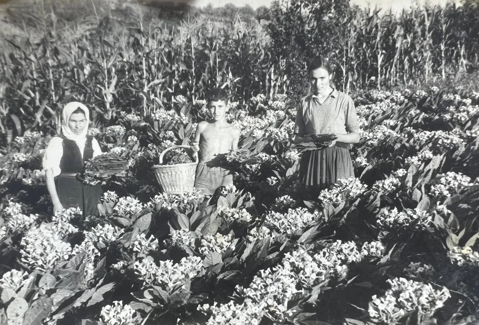ФОТОГРАФИЈА 1. БЕРБА ДУВАНА У ЛУЖНИЦИ