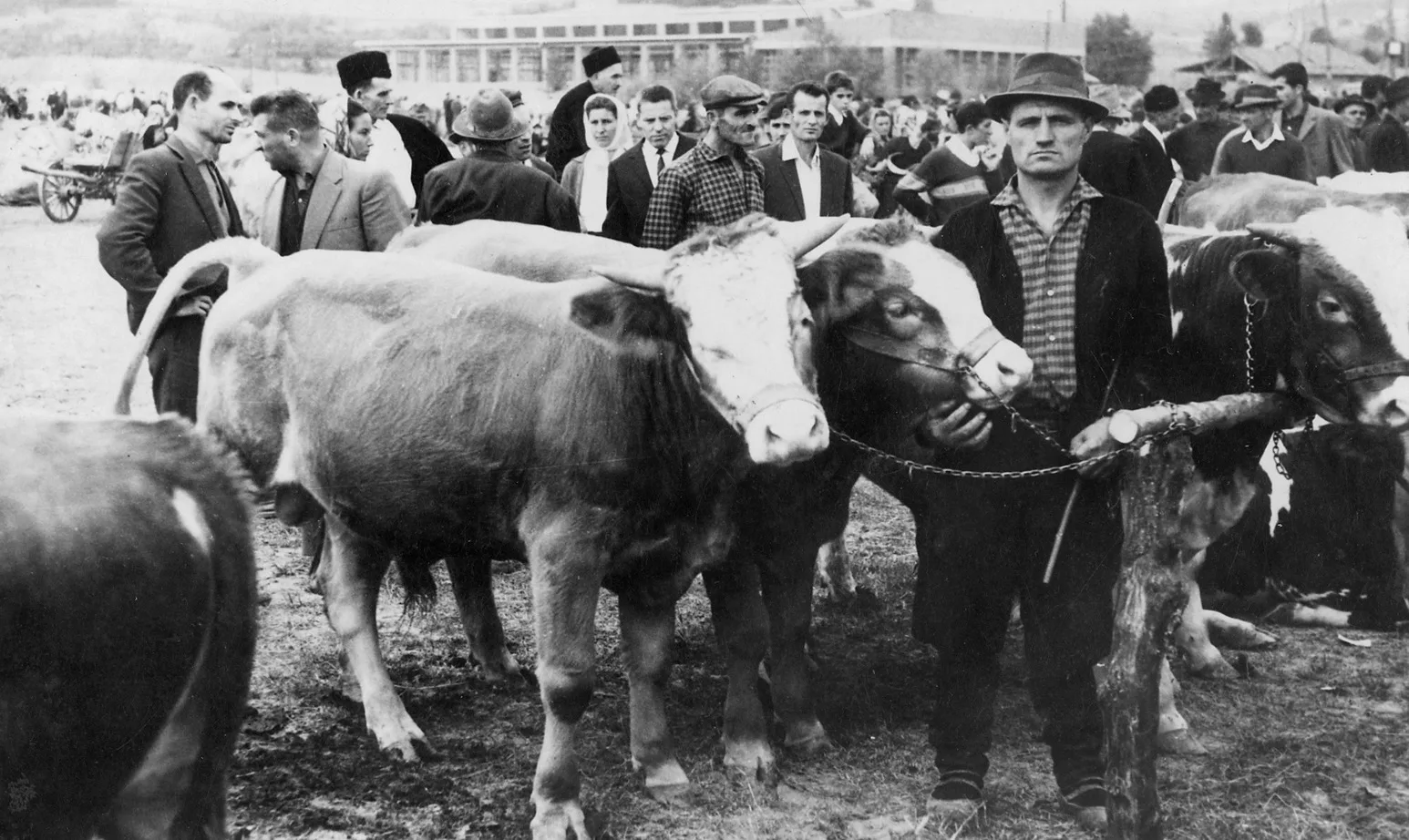 ПОЉОПРИВРЕДА И СТОЧАРСТВО У ЛУЖНИЦИ — (Ову објаву посвећујемо најпознатијем агроному Лужнице ВОЈИСЛАВУ ВОЈИ МЛАДЕНОВИЋУ) — fotografija 14