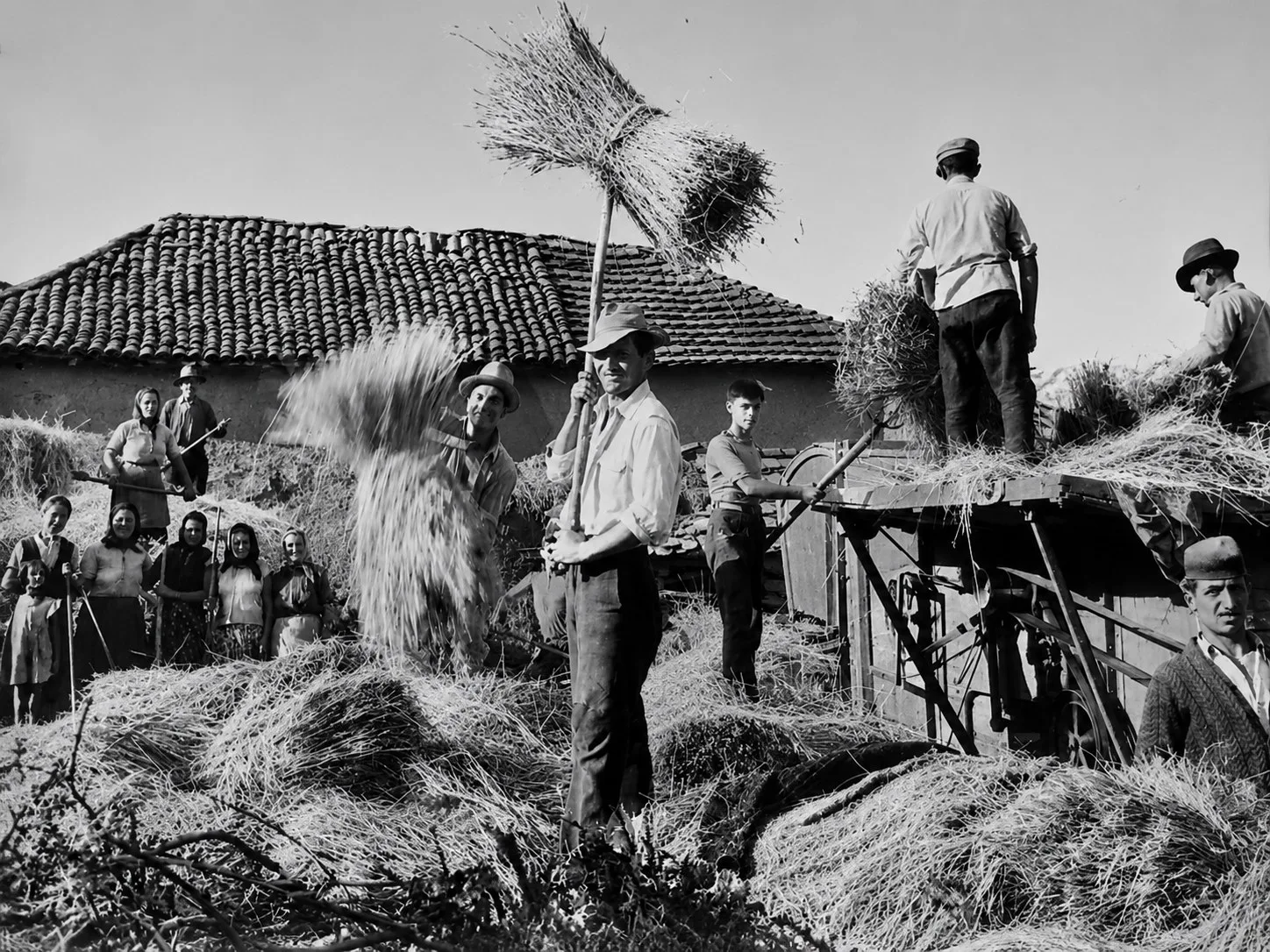 ВРША ПШЕНИЦЕ У ЛУЖНИЦИ — fotografija 4
